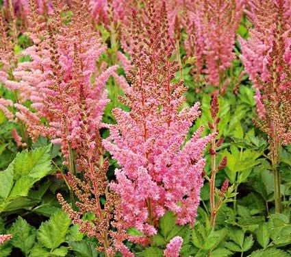 Astilbe chinensis 'Vision in Pink'