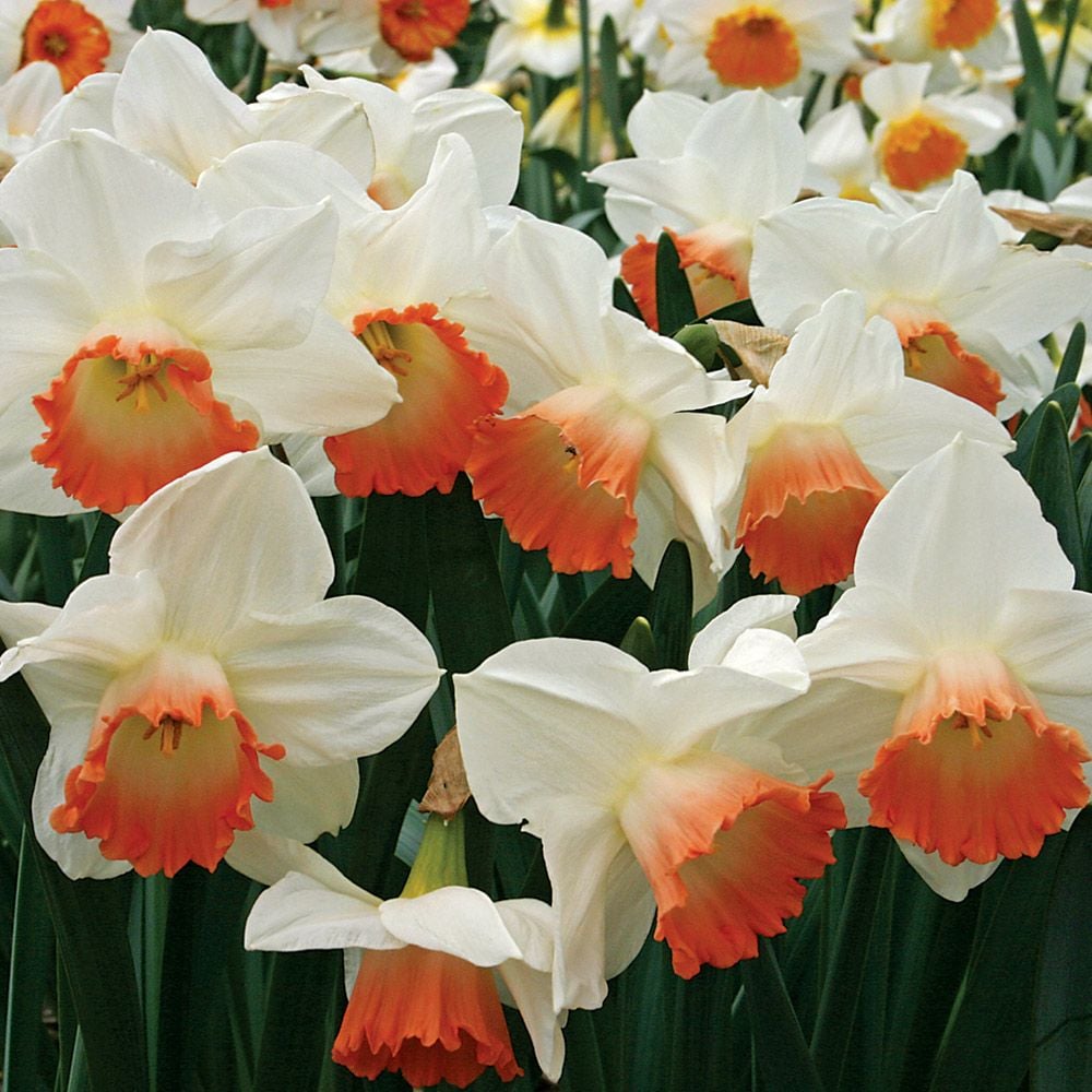 Narcissus 'Pink Charm'