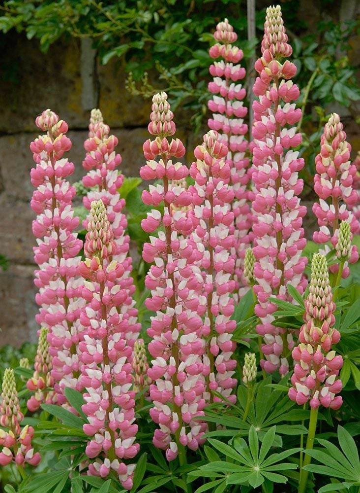 Lupinus 'The Chatelaine'