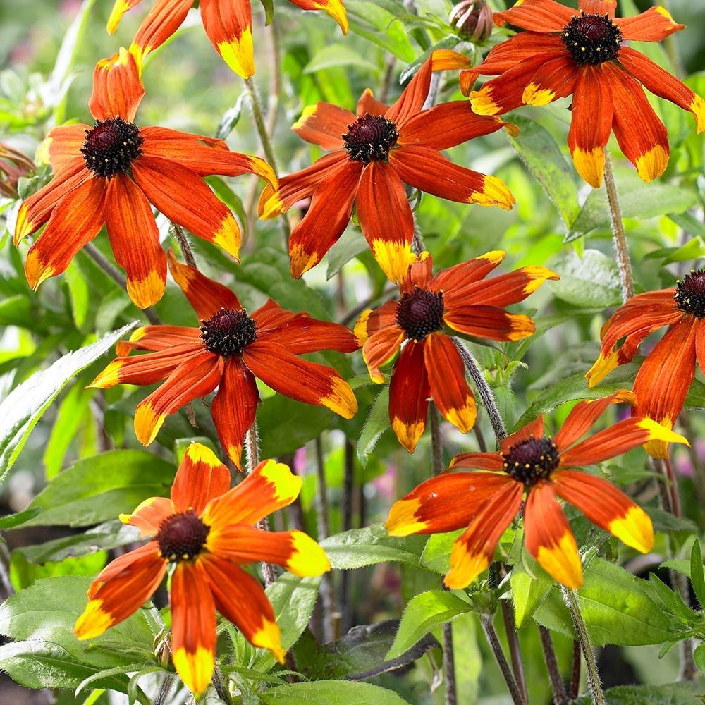 Rudbeckia triloba 'Prairie Glow'