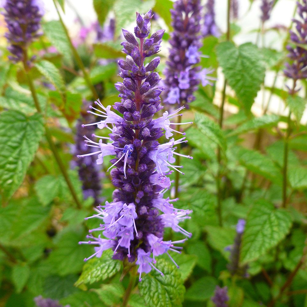 Agastache rugosa Little Adder White Flower Farm