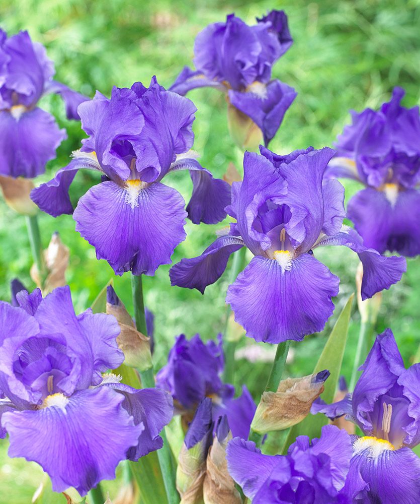 Reblooming Iris Blue Suede Shoes White Flower Farm