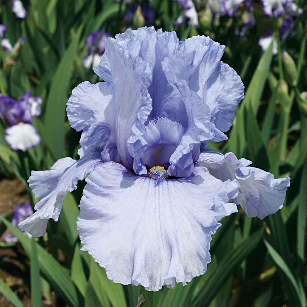 Iris germanica 'Sea of Love' - Reblooming