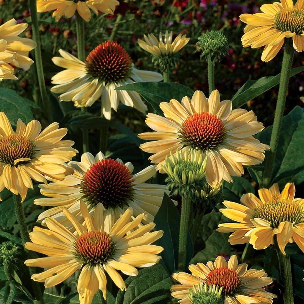 Echinacea Prairie Pillars™ 'Aloha'