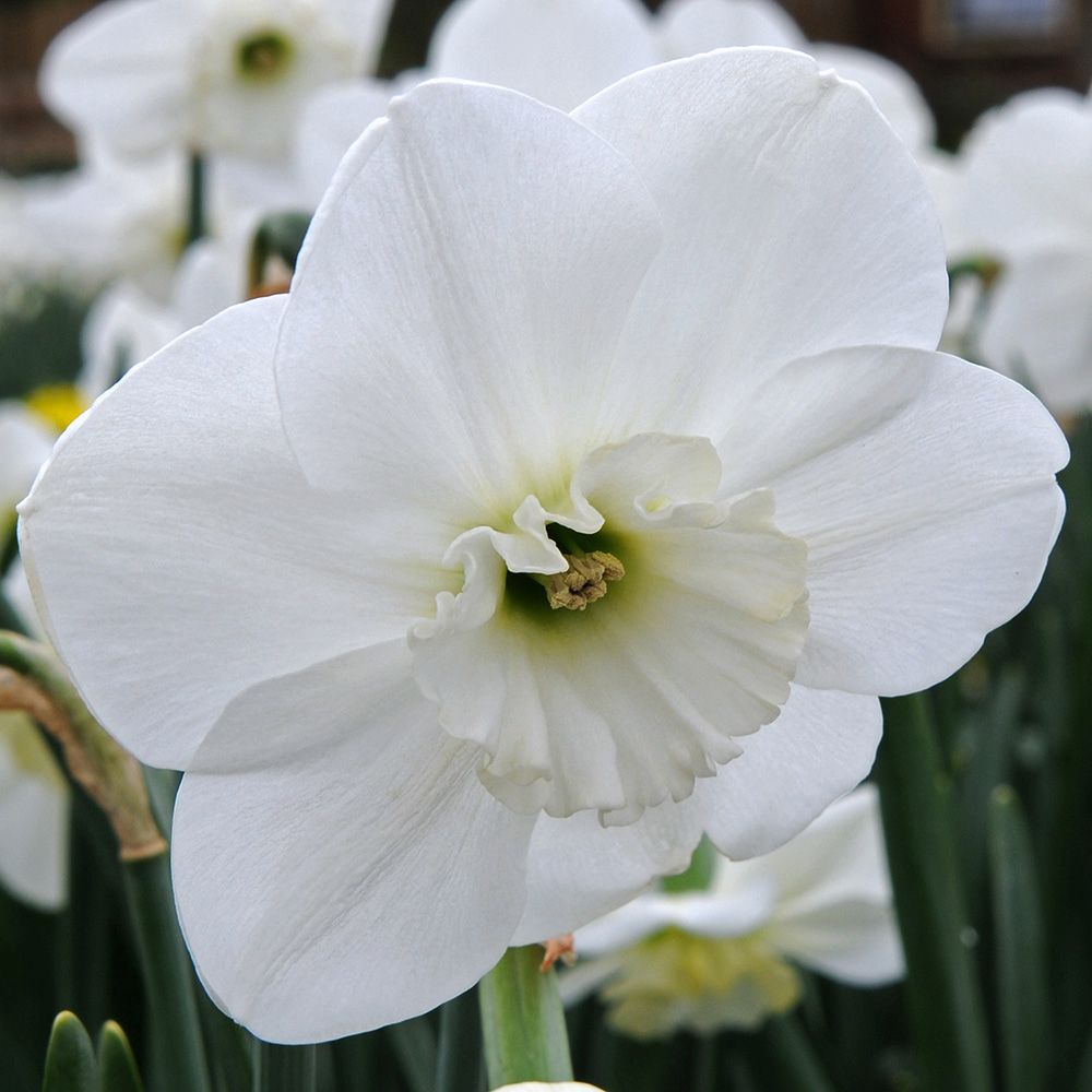 Narcissus Falmouth Bay White Flower Farm