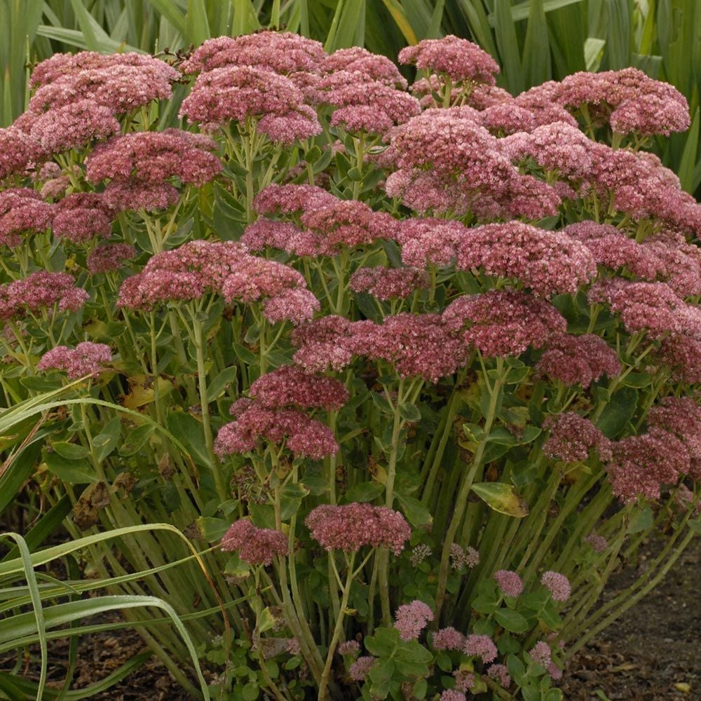 Sedum 'Autumn Fire'