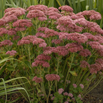  Sedum 'Autumn Fire'