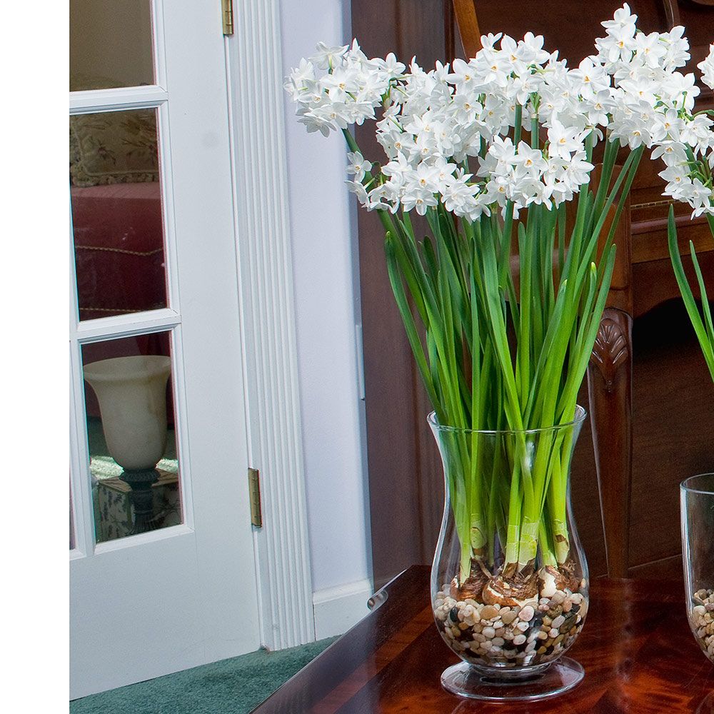 Paperwhite Ziva Flowers at John Oden blog