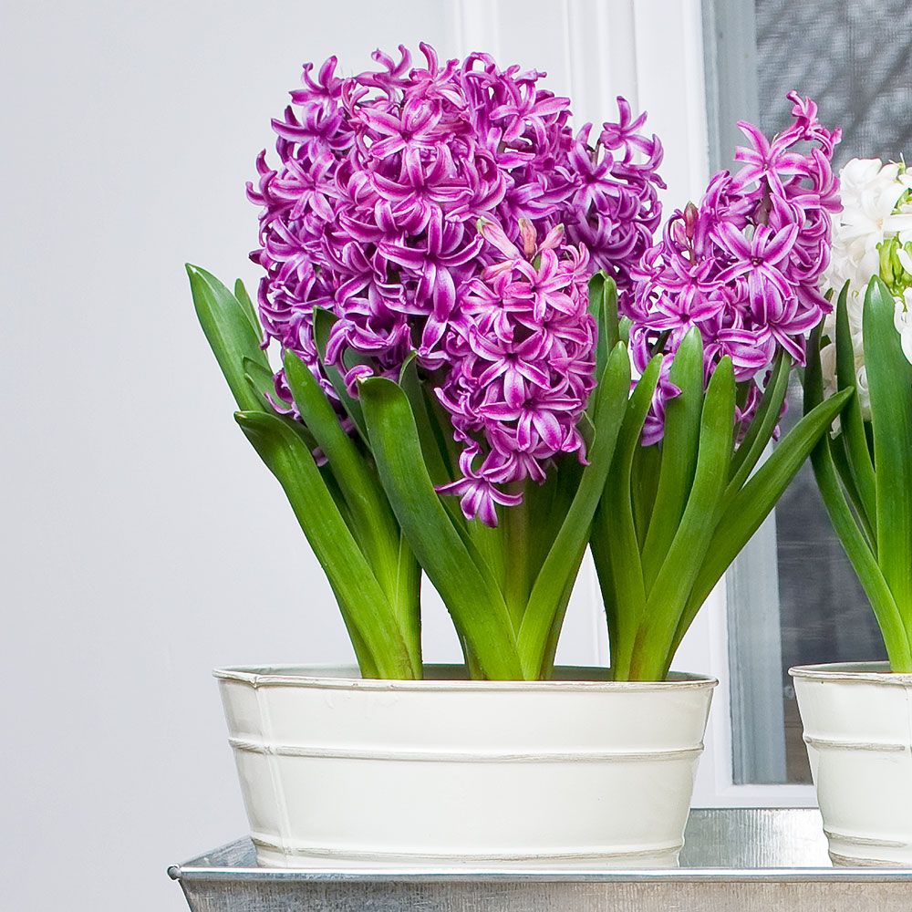 purple hyacinth bulb bulbs sensation