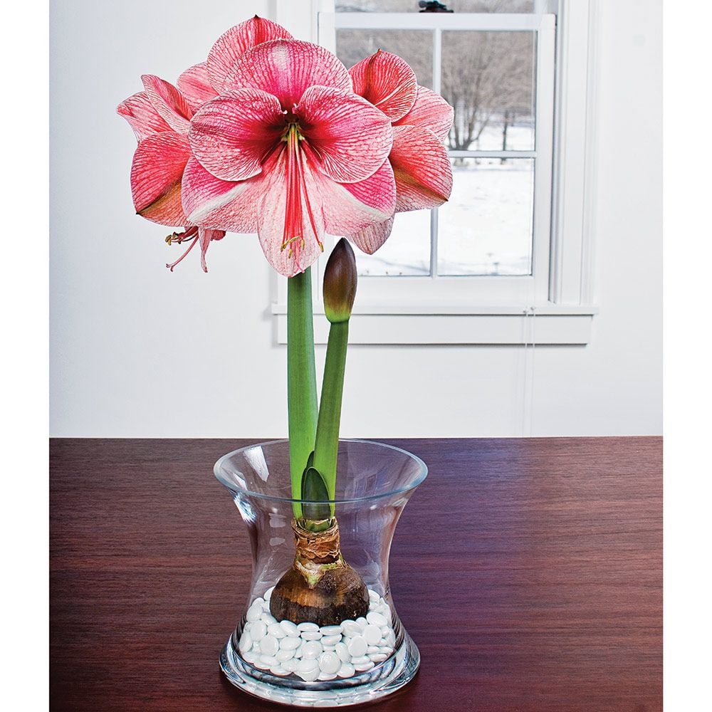 Amaryllis Purple Rain White Flower Farm