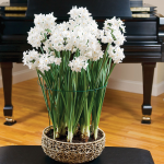  Paperwhite 'Ariel' Kit in natural rope basket