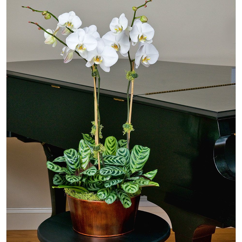 White Moth Orchids in 10