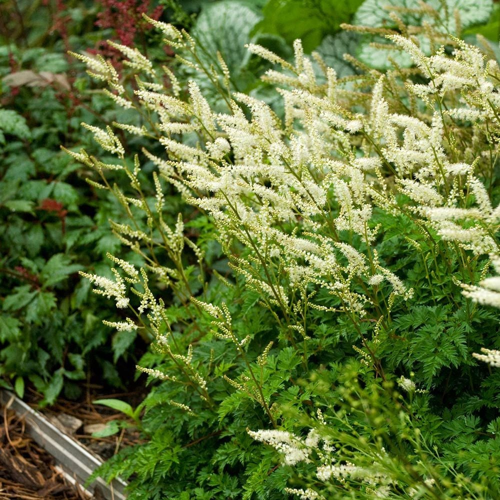 Aruncus aethusifolius