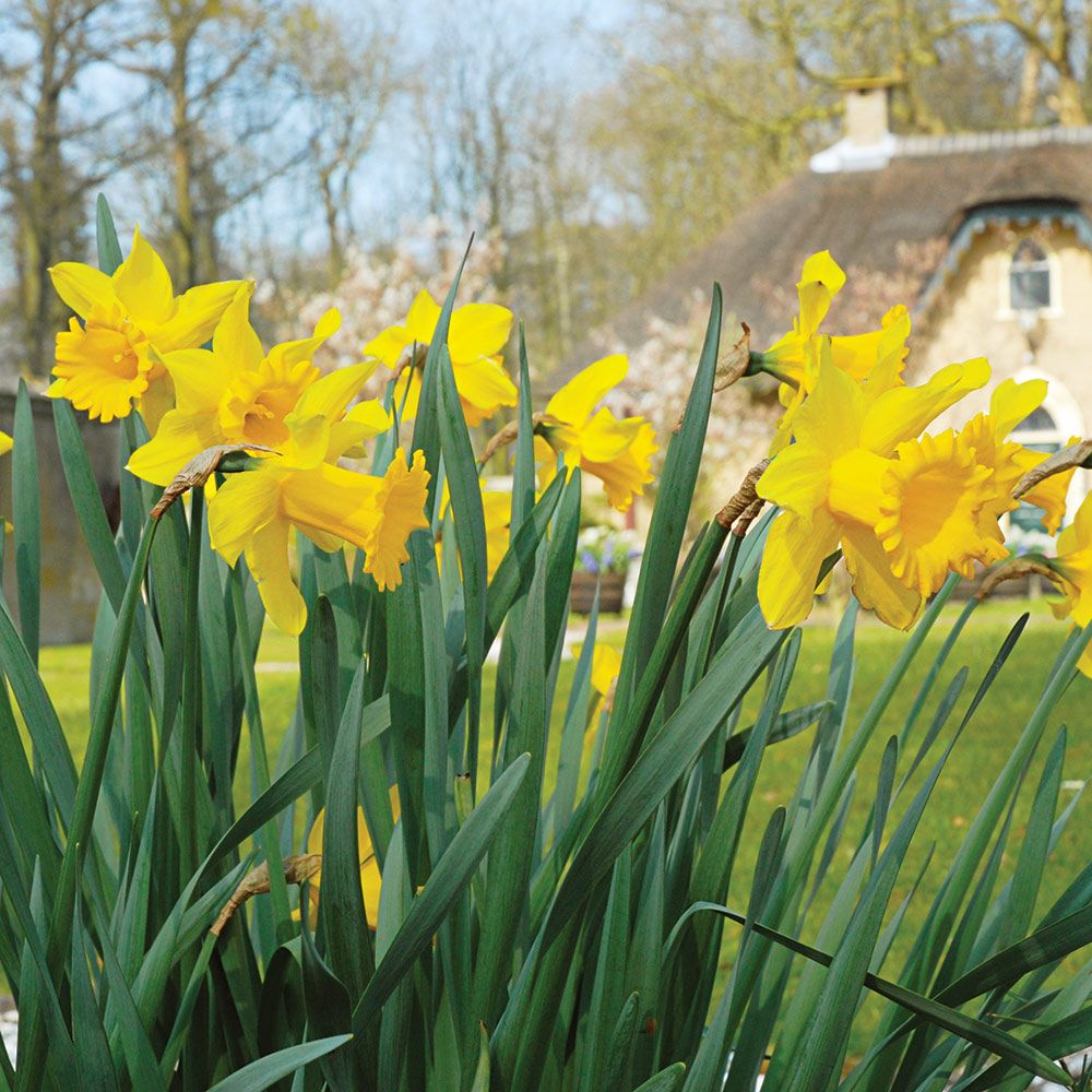 Narcissus King Alfred White Flower Farm
