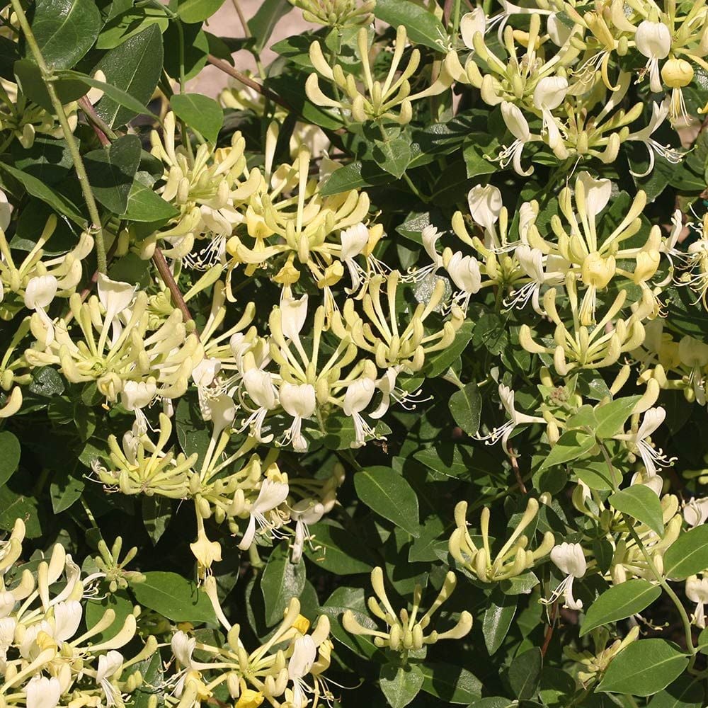 Lonicera periclymenum 'Scentsation' | White Flower Farm