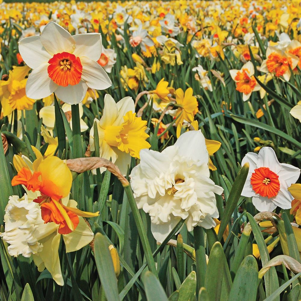 Gigantic Star Daffodil, Holland Bulb Farms