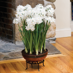  Paperwhite 'Ariel' in decorative cachepot