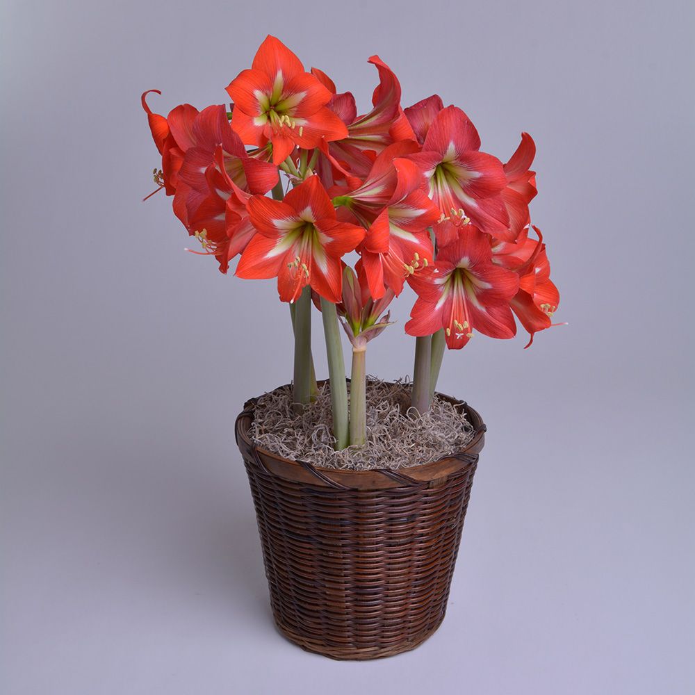 Amaryllis Bright Spark®