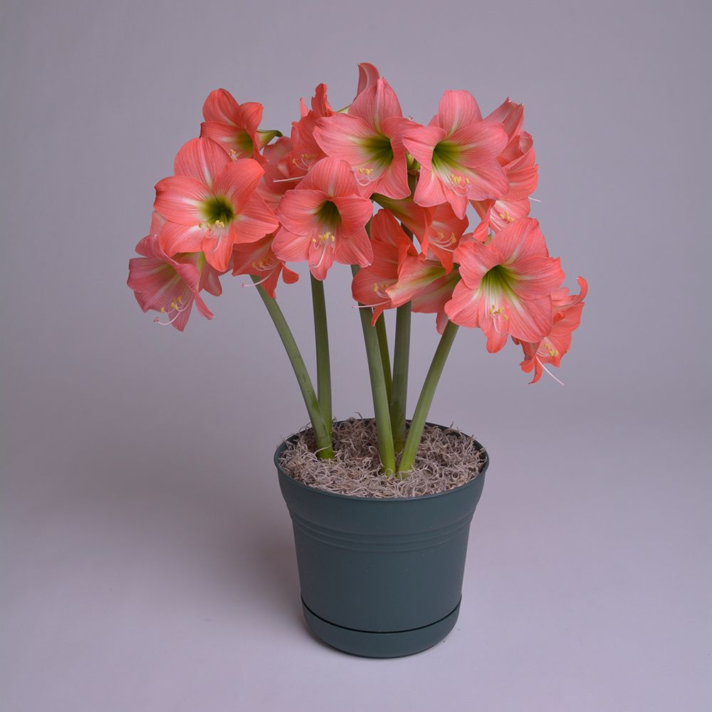 Amaryllis Belladonna® White Flower Farm