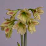  Amaryllis Graffiti®
