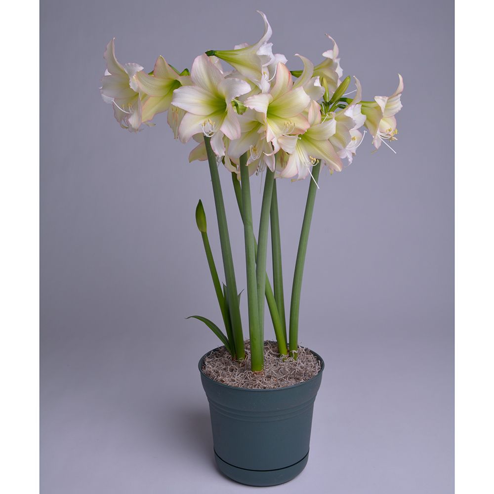 Amaryllis Trentino®