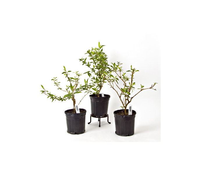 Butterfly Hedge White Flower Farm