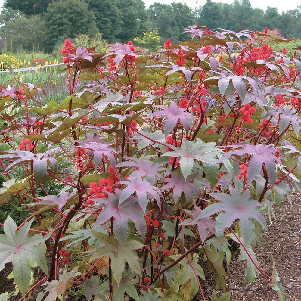 Ricinus Carmencita Bright Red | White Flower Farm