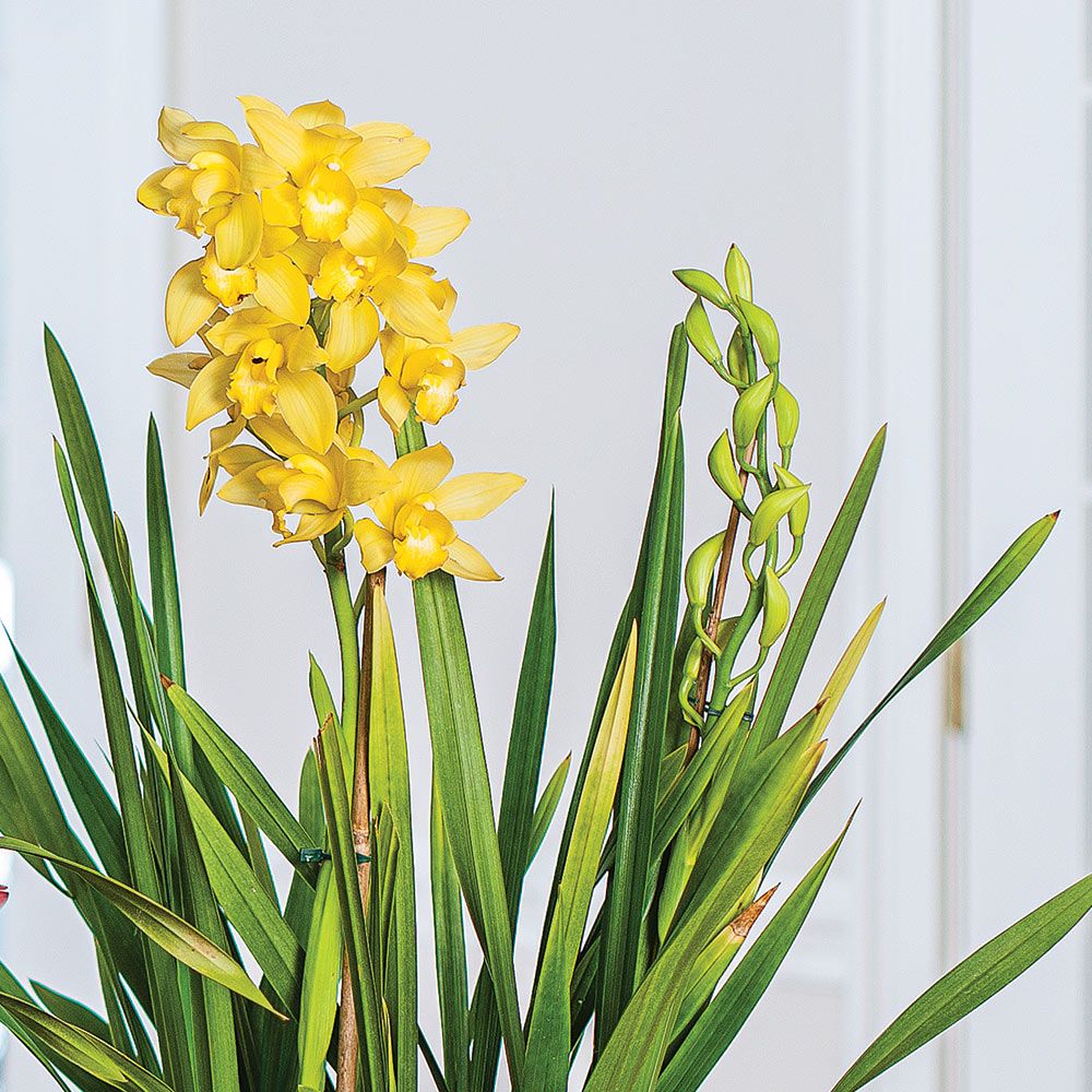 Exclusive Yellow Cymbidium Orchid in woven basket | White ...