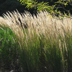  Calamagrostis x acutiflora 'Karl Foerster'