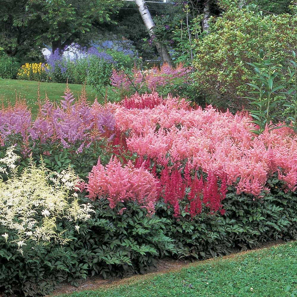 Cornerstone Astilbe Collection White Flower Farm