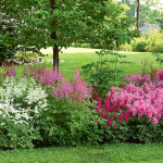  Cornerstone Astilbe Collection