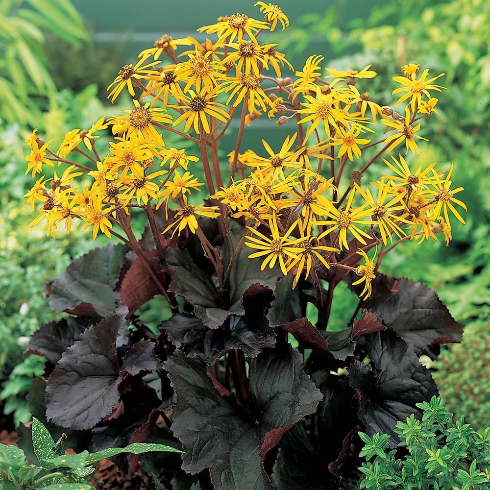 Ligularia dentata 'Britt-Marie Crawford'