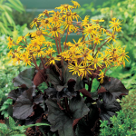  Ligularia dentata 'Britt-Marie Crawford'