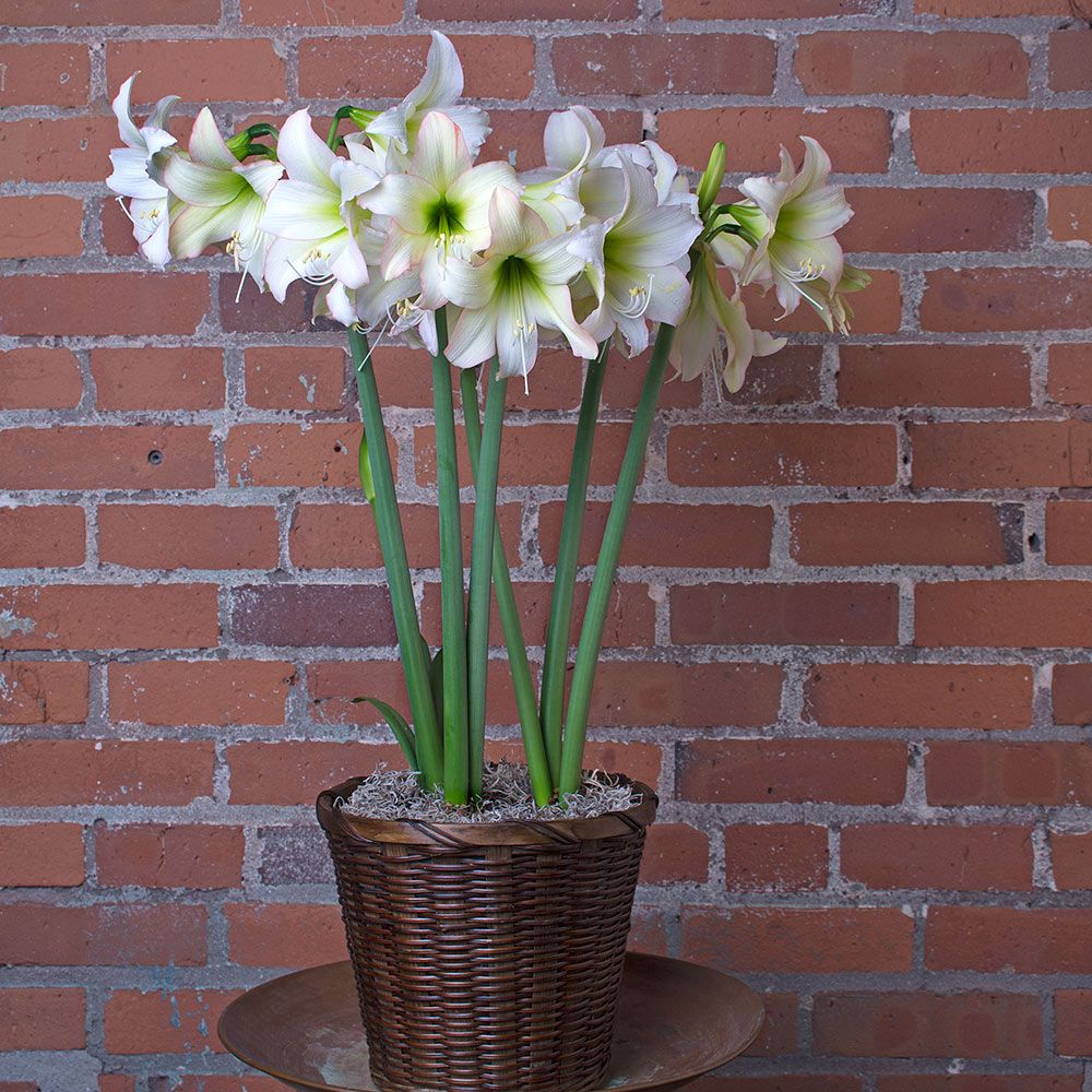 Amaryllis Trentino®