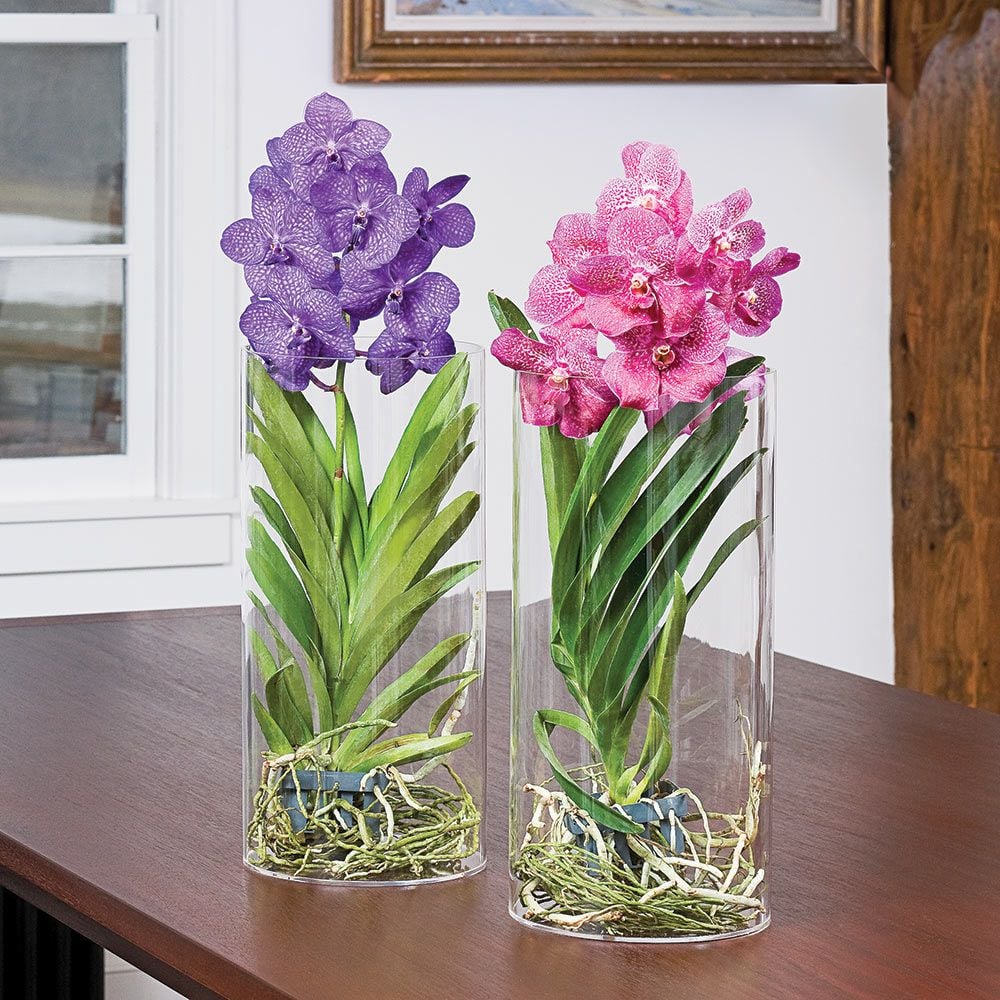 Vanda Orchids White Flower Farm