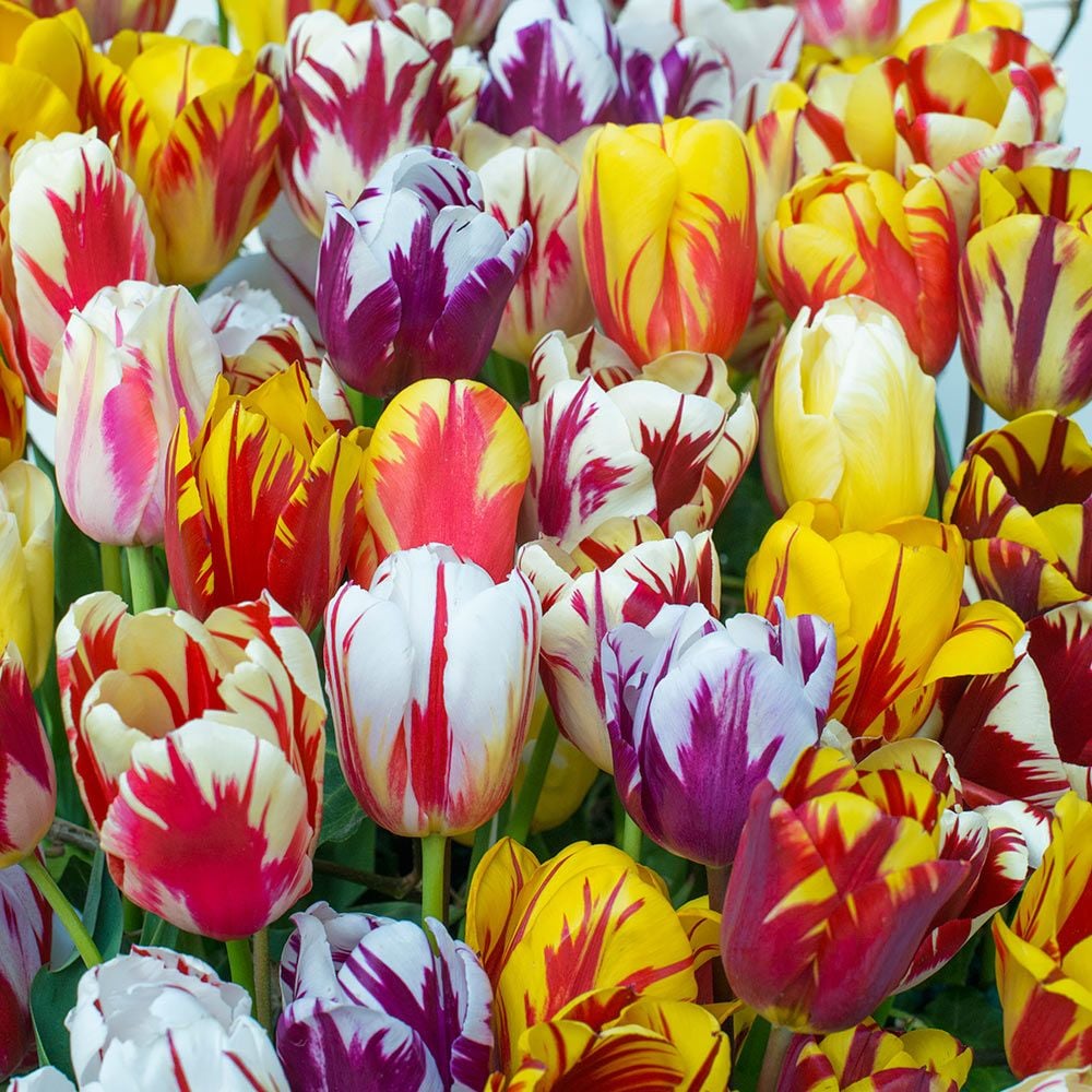 Rembrandt Tulip Mix