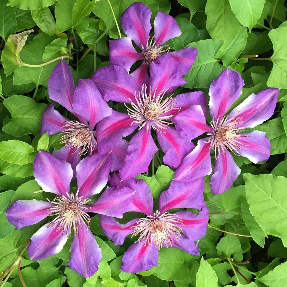 Clematis 'American Beauty'