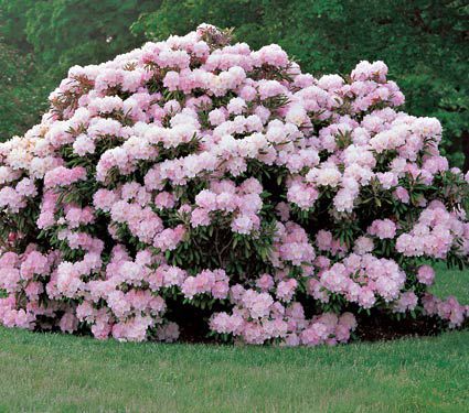 Rhododendron White Flower Farm