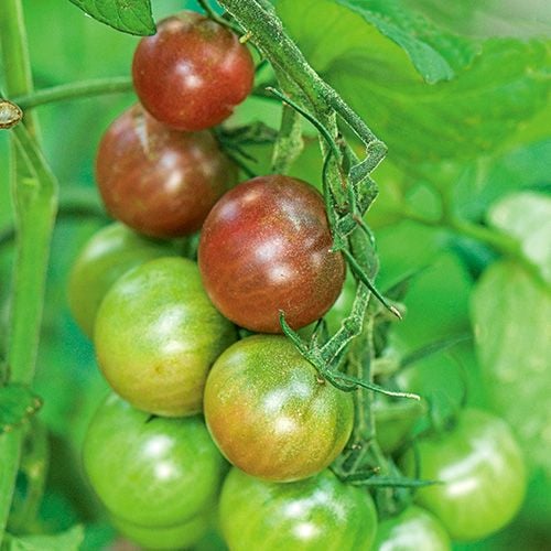 Tomato 'Black Cherry'