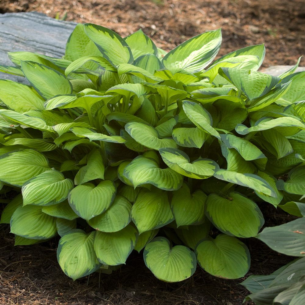 Emerald Isle, Hosta Collection White Flower Farm