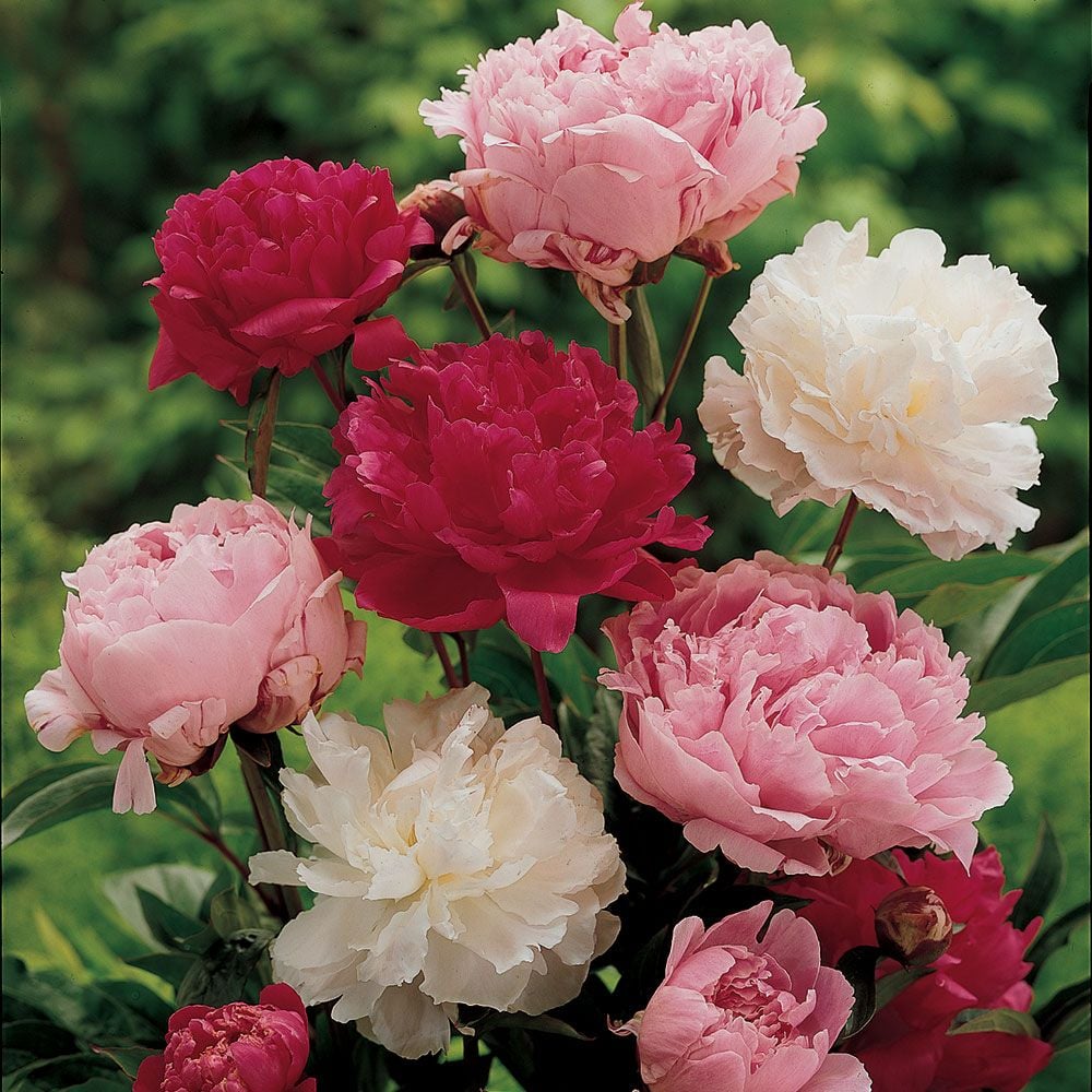 Old-Time Peony Collection