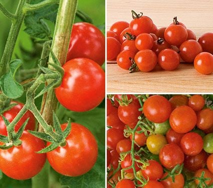 Teeny, Tiny Tomato Collection 3 plants