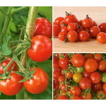  Teeny, Tiny Tomato Collection 3 plants