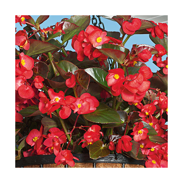 Foliage with Flair Container Garden White Flower Farm