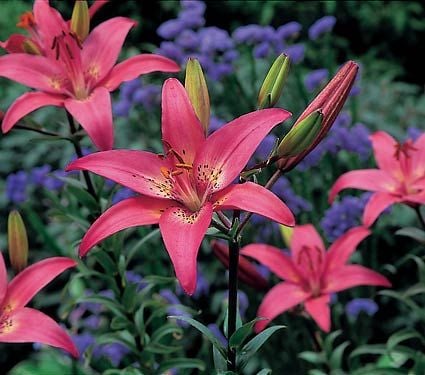 Bold Colors Asiatic Lily Mix | White Flower Farm