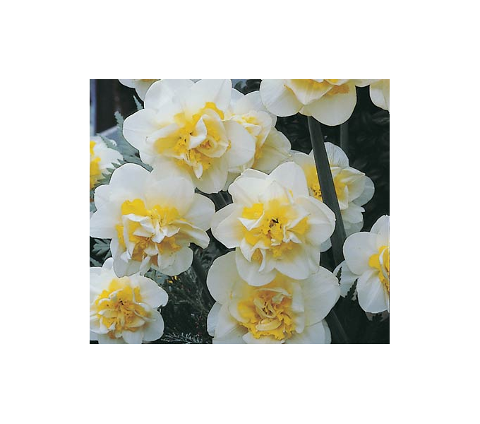Double Daffodil Mix White Flower Farm