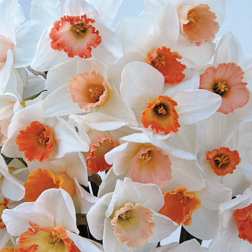 First Blush - Pink Narcissus Mix