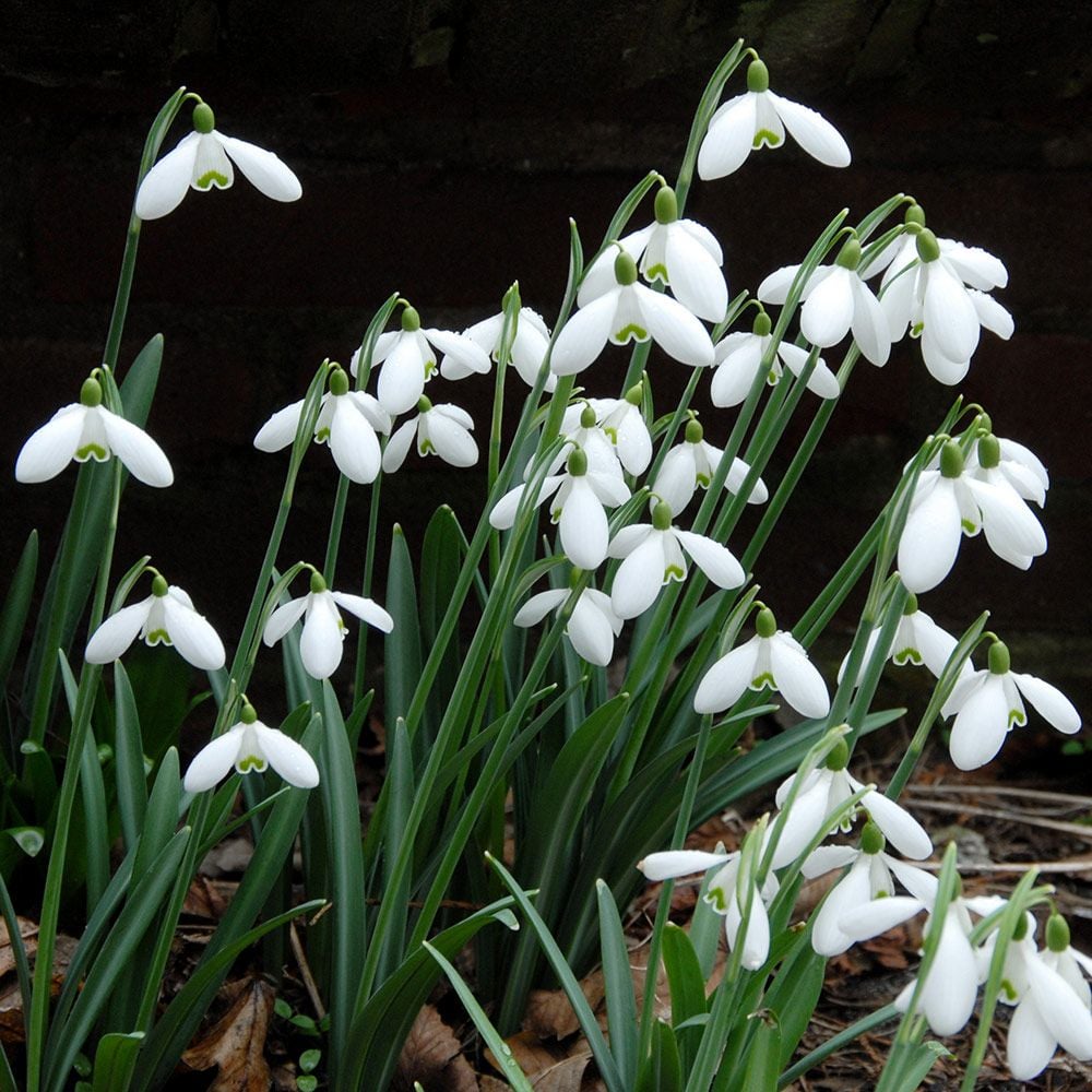 Galanthus 'S. Arnott'