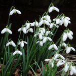  Galanthus 'S. Arnott'