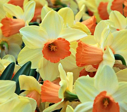 Lemon Chiffon Daffodil Mixture | White Flower Farm